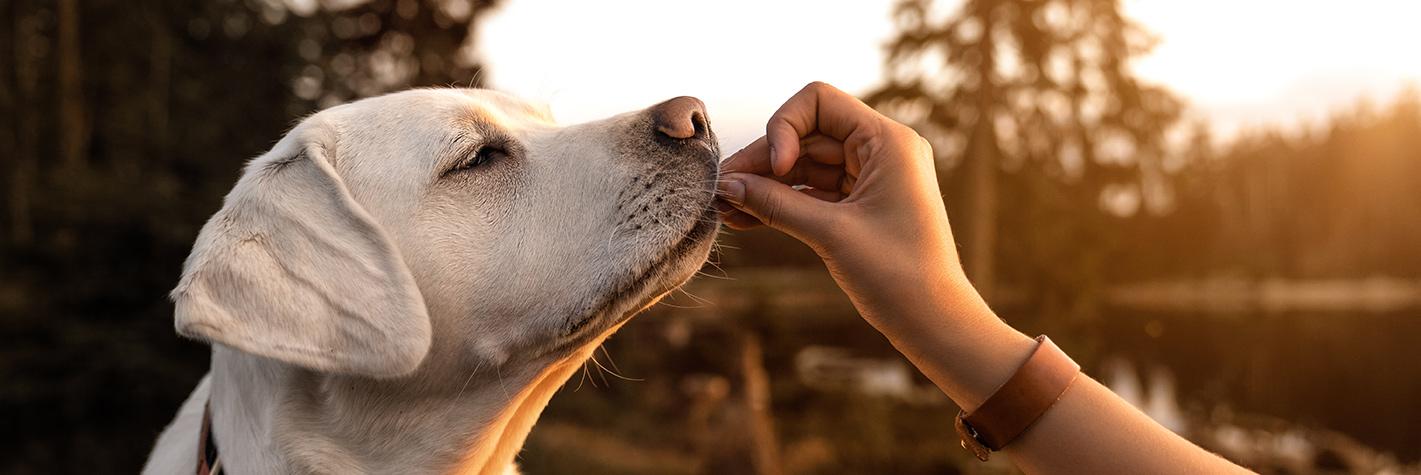 dog treat