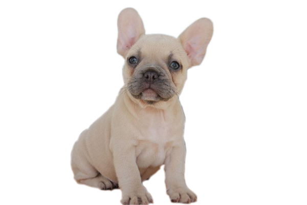 shady grove acres french bulldog puppies for sale