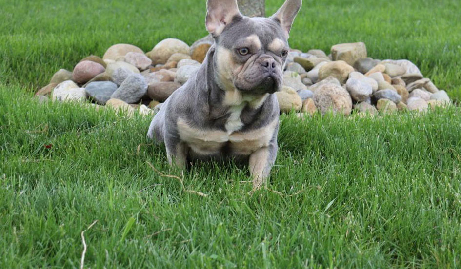shady grove acres french bulldogs